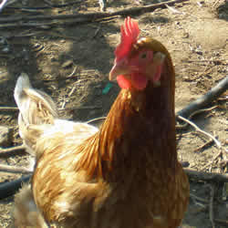 Free range chickens