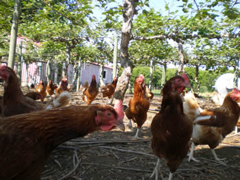 The Chickens under the Kiwi Trees