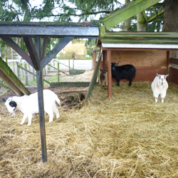 Taffy, Bear, Pirogue and Gabriel - our 4 goats